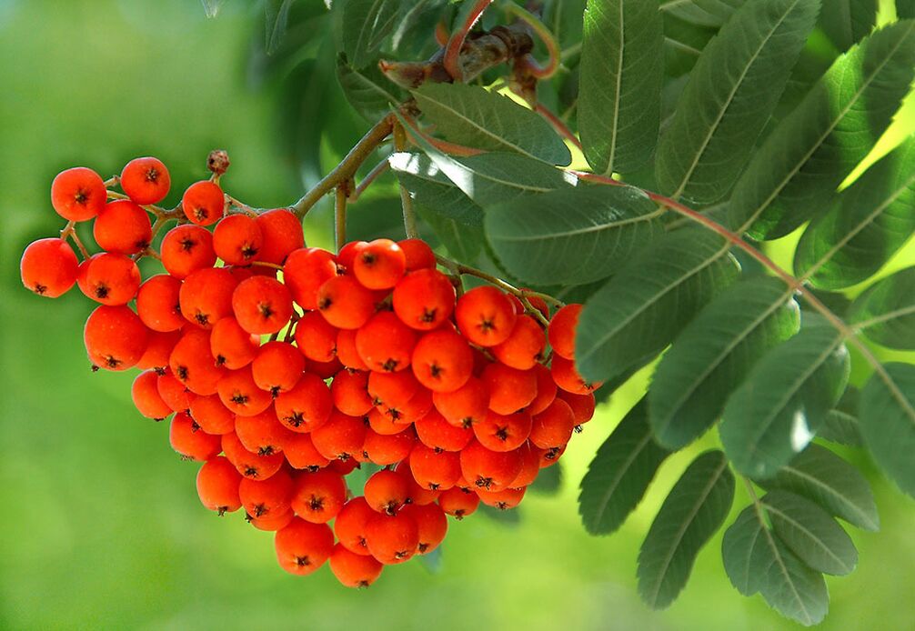 Rowan leaves are used as a compress on nails affected by fungus. 